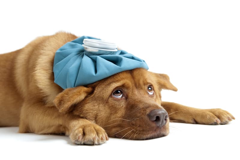 Homeopathy and Everyday Pain